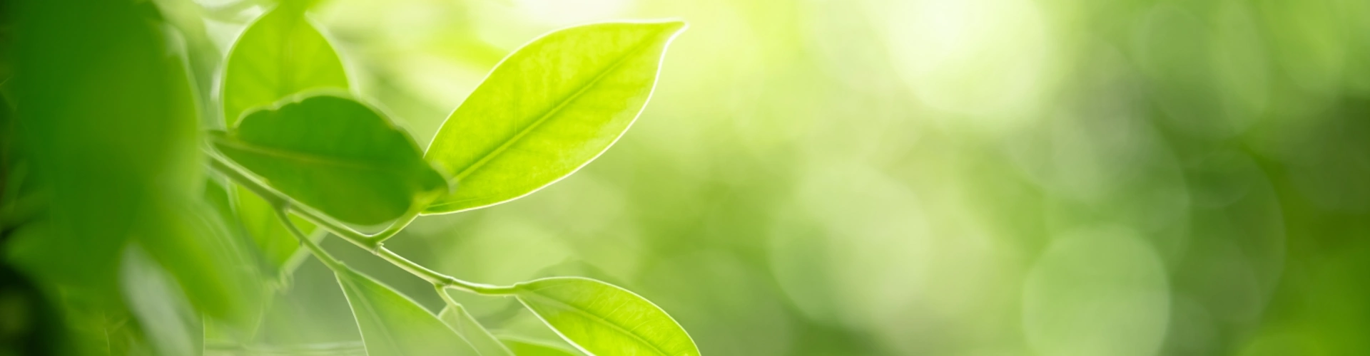 IOSCO releases Sustainable Bonds Report
